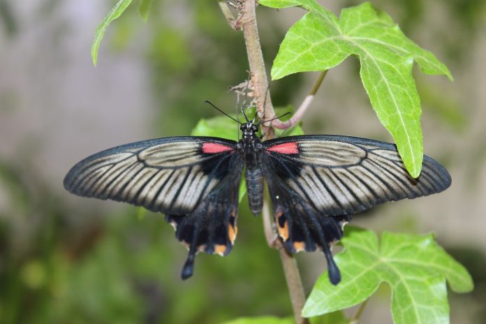 Dubai Miracle Garden - Butterfly Garden