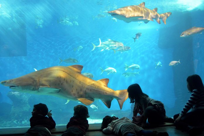 Siviglia Acquario