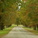 07 Viale dei Roveri Parco La Mandria