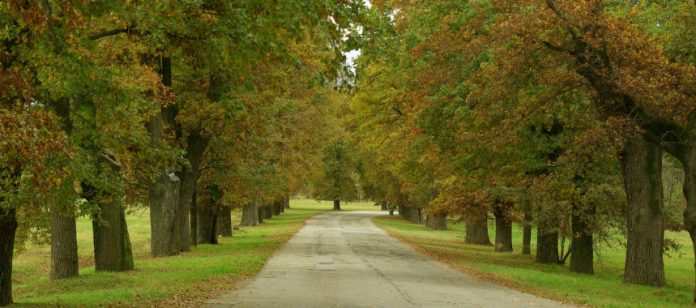 Viale Roveri Parco La Mandria