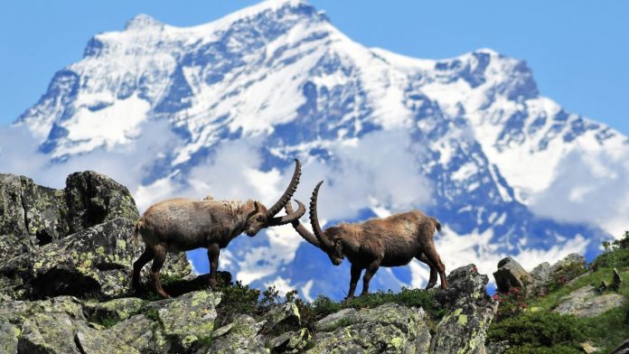 Parco Nazionale Gran Paradiso