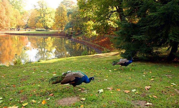 Varsavia Parco Lazienki