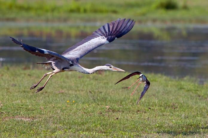 Riserva Foci Isonzo Birdwatching