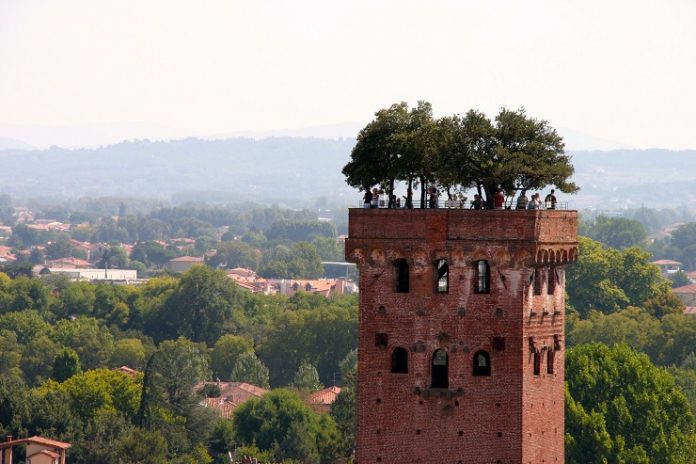 Lucca Torre Guinigi