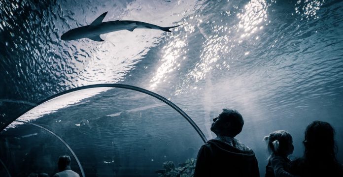 visitare acquario di copenaghen