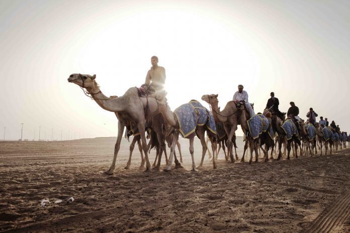 Dubai Camels Safari Deserto