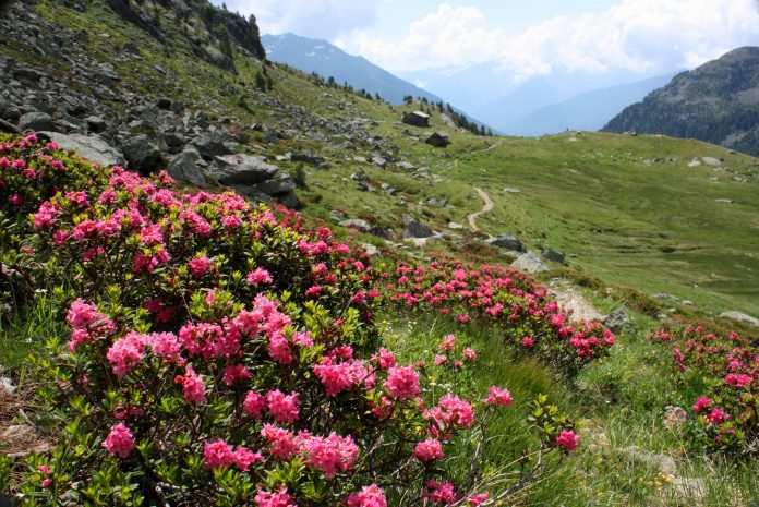 Trento Parco dello Stelvio