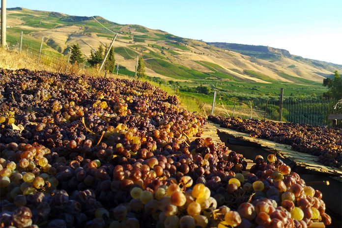 Trapani Vini e oli