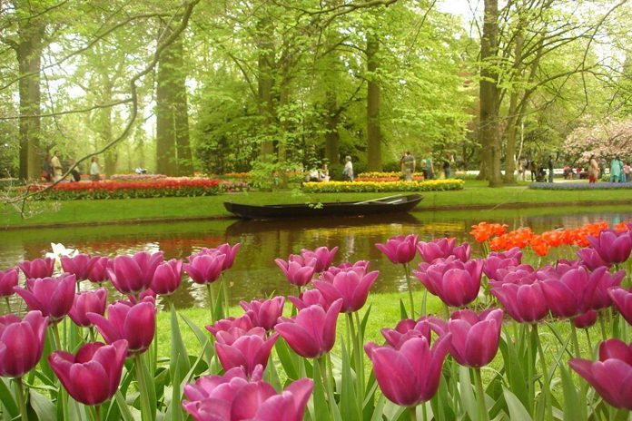 Tulipani Keukenhof