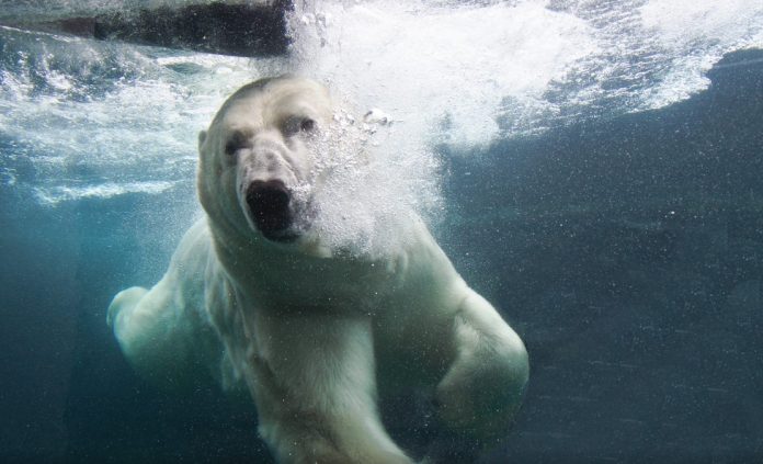 visitare Copenaghen Zoo